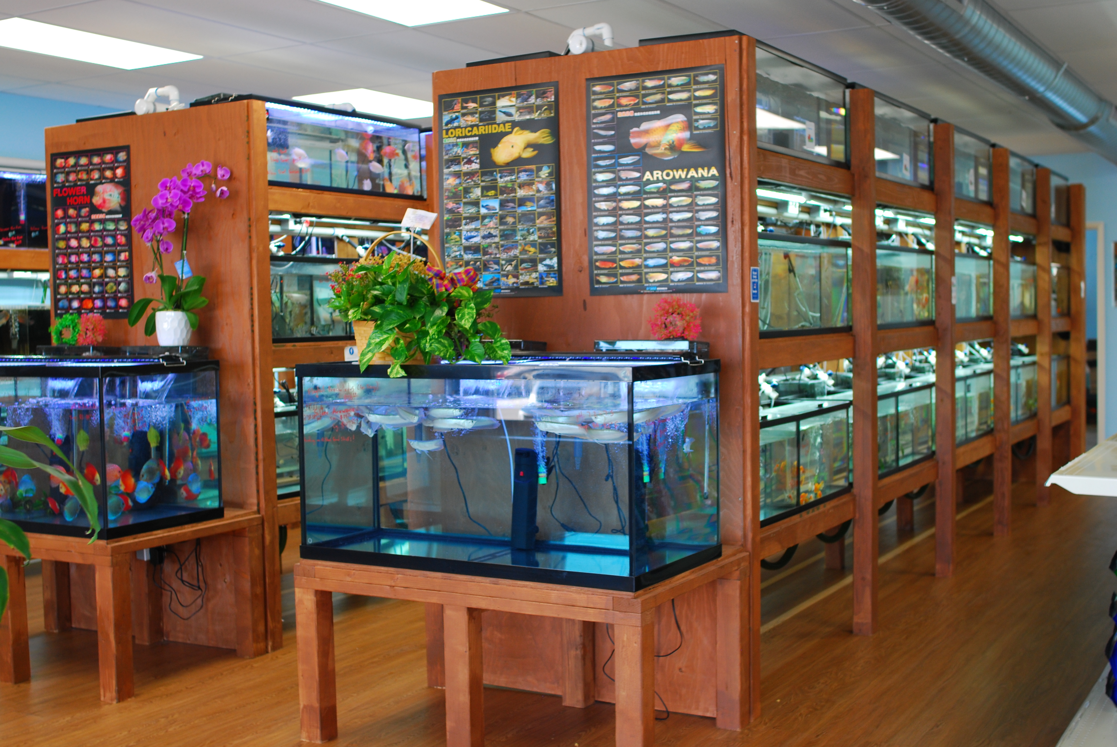 Где Купить Аквариумных Рыбок В Новосибирске