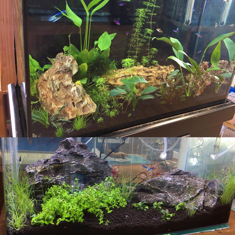 Aquascaping Workshop At Pet Zone Tropical Fish, Kearny Mesa - San Diego ...