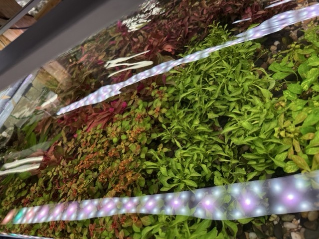 Aquarium plants for planted tanks at Pet Zone SD