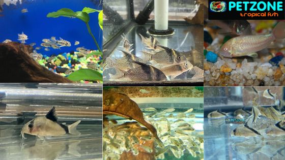 Corydoras Catfish