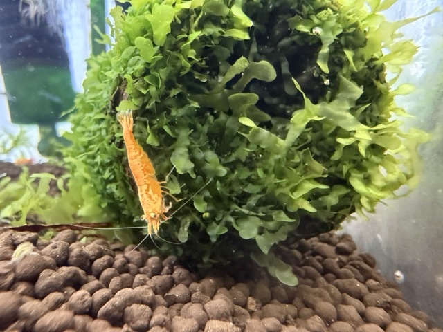 Freshwater tropical fish and shrimp at Pet Zone Tropical Fish San Diego