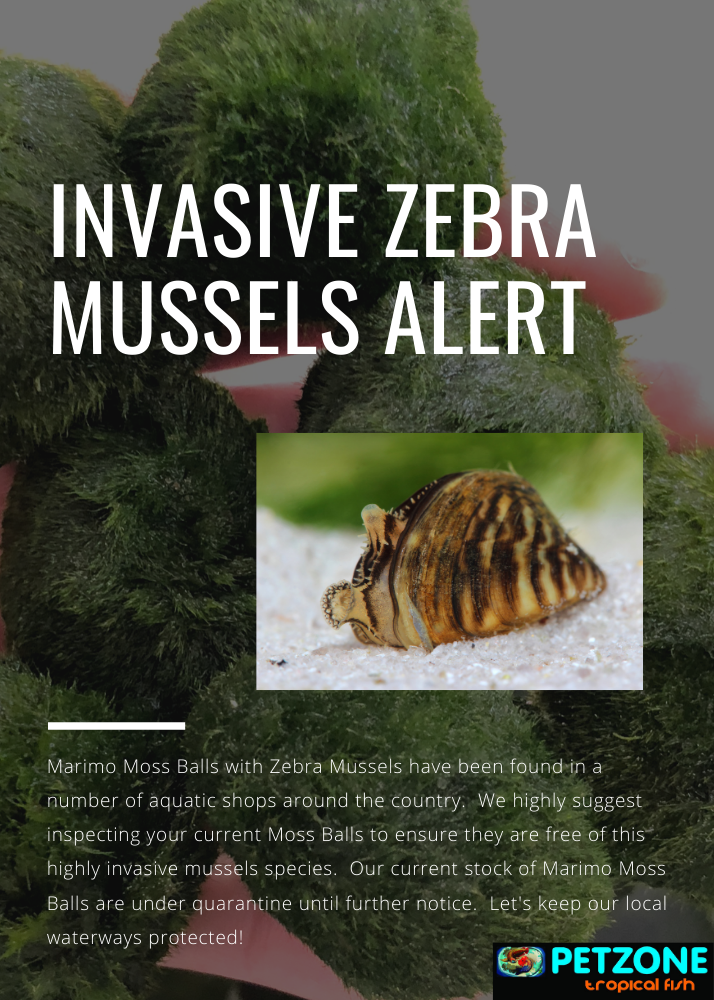 Consumer Alert: Aquarium Moss Balls May Contain Invasive Zebra